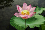 莲花池