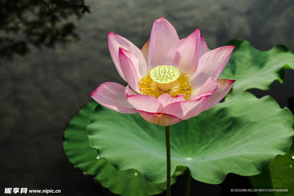 莲花池