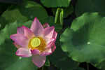 粉莲花