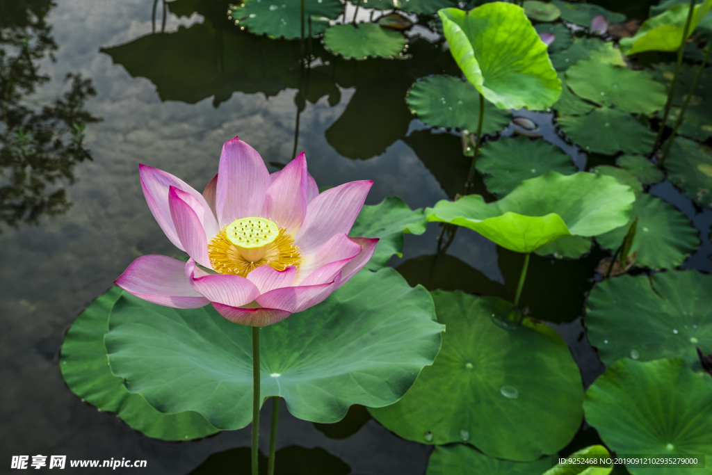 莲花池