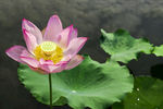 莲花池