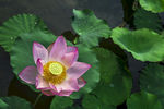 粉莲花