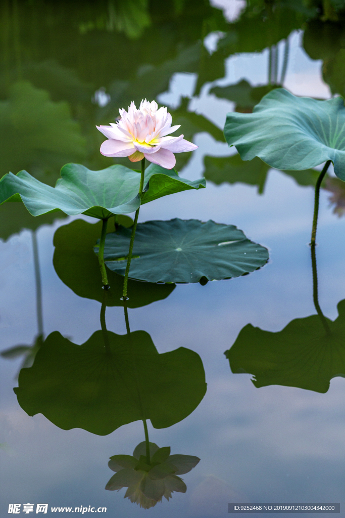 荷花池