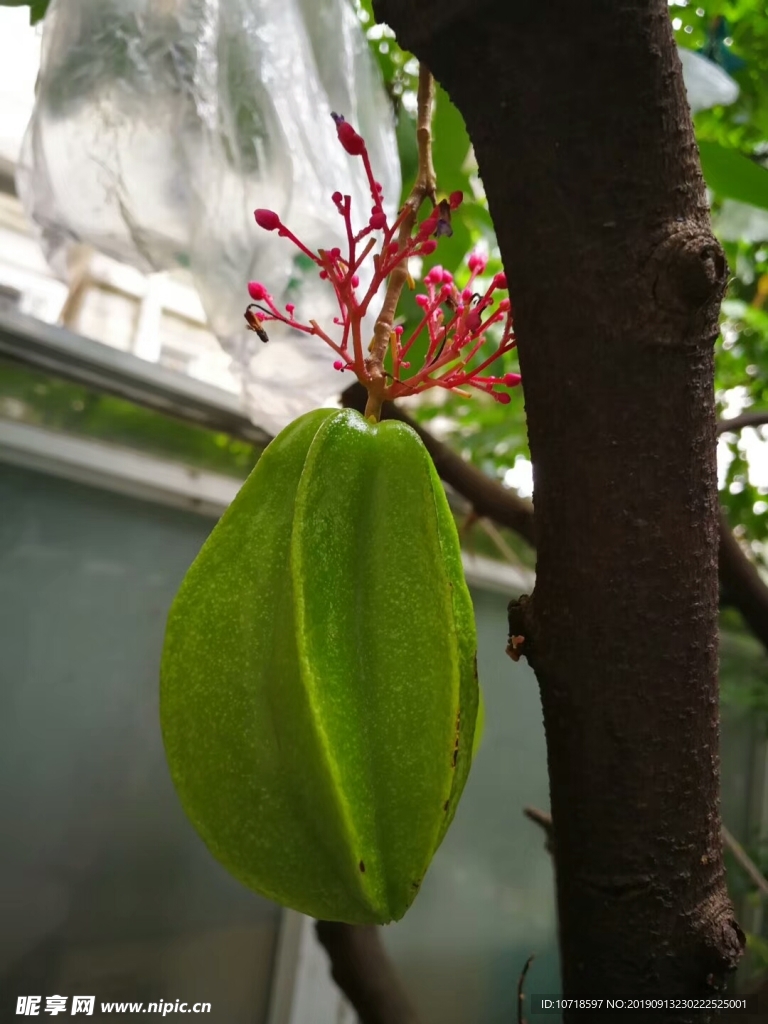 樱桃