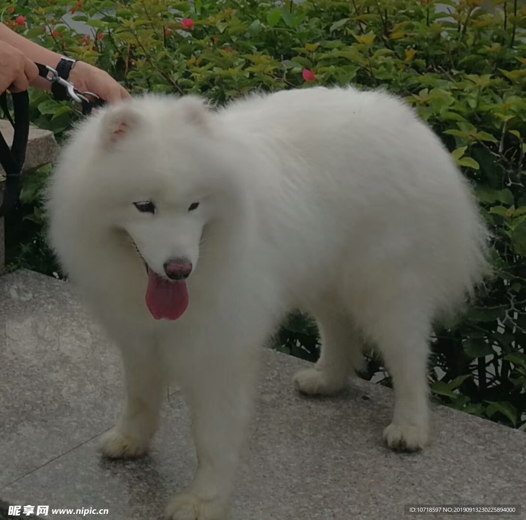 狗狗