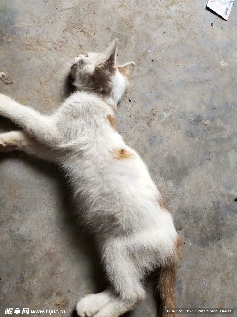 猫咪