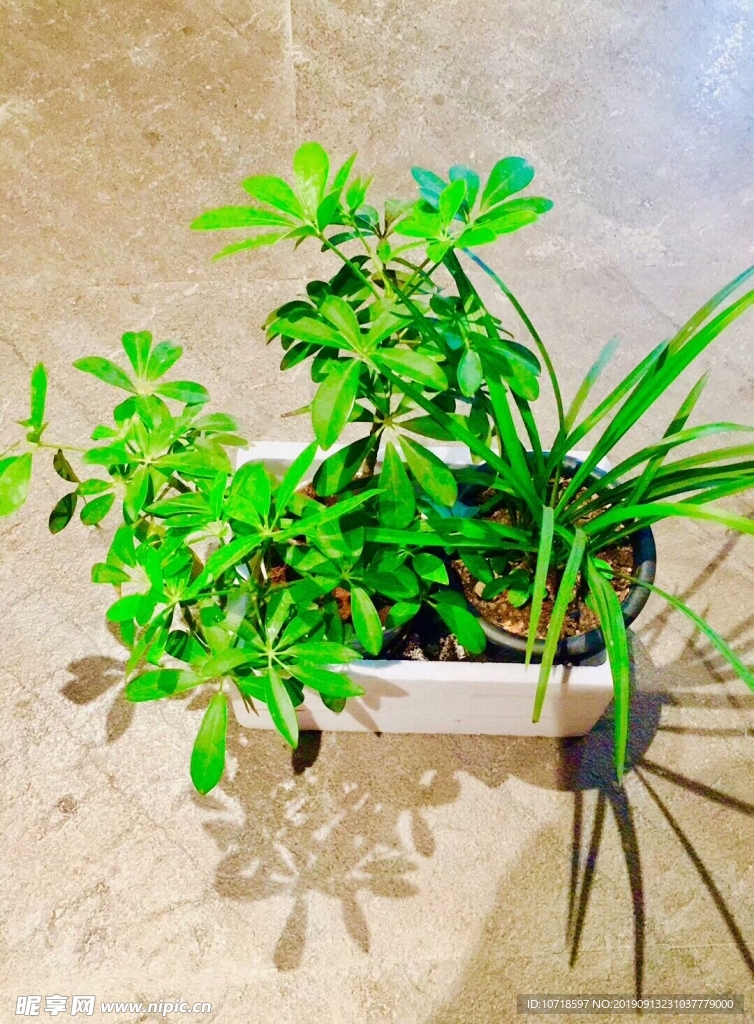 花卉