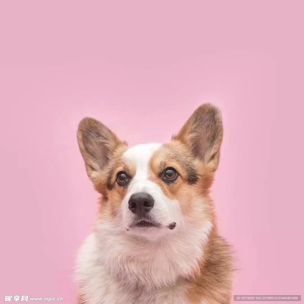 小狗