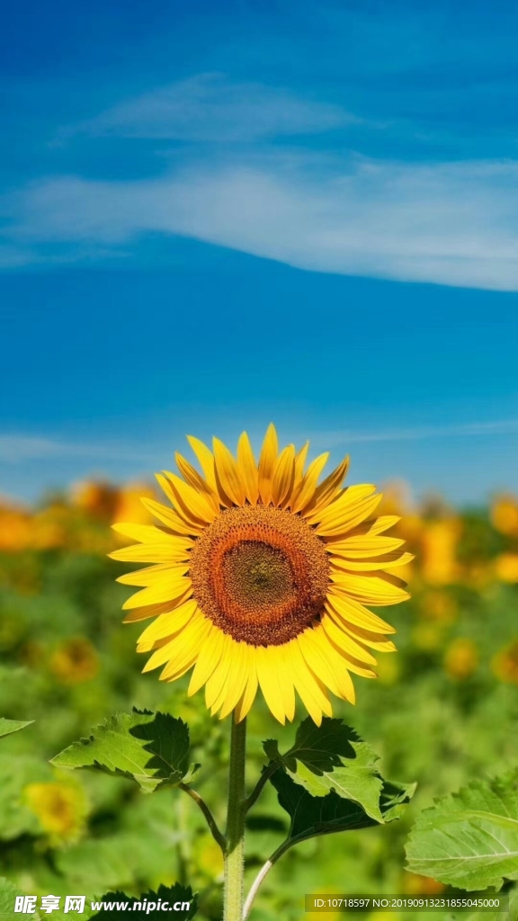 花卉