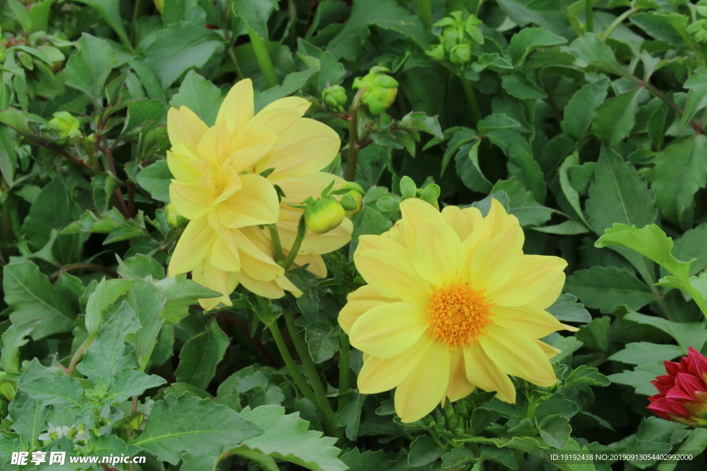 小丽花