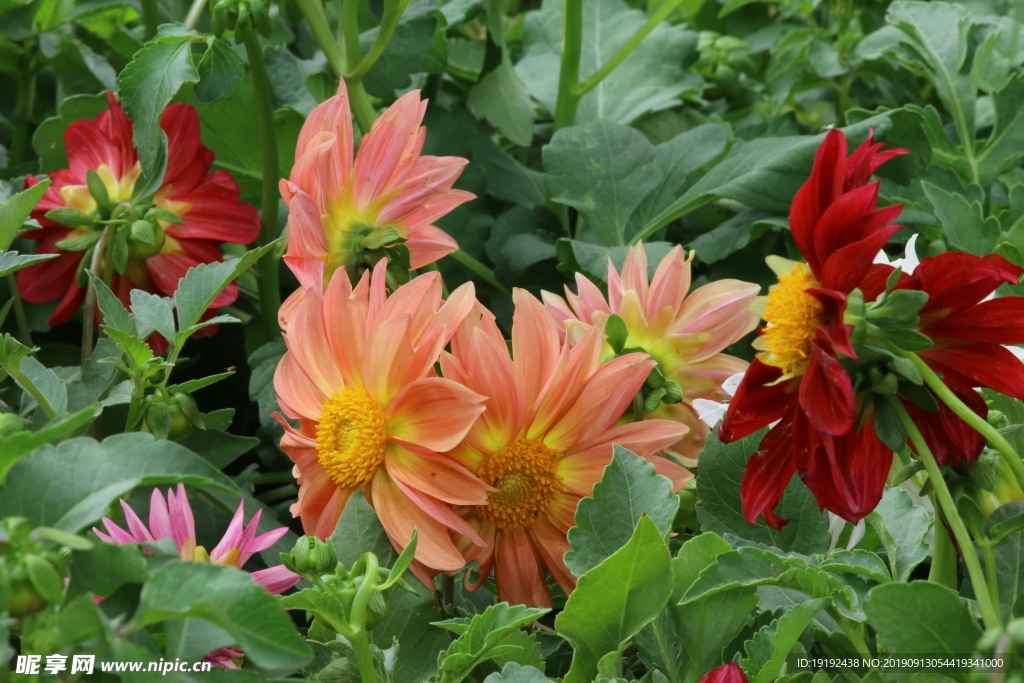 小丽花