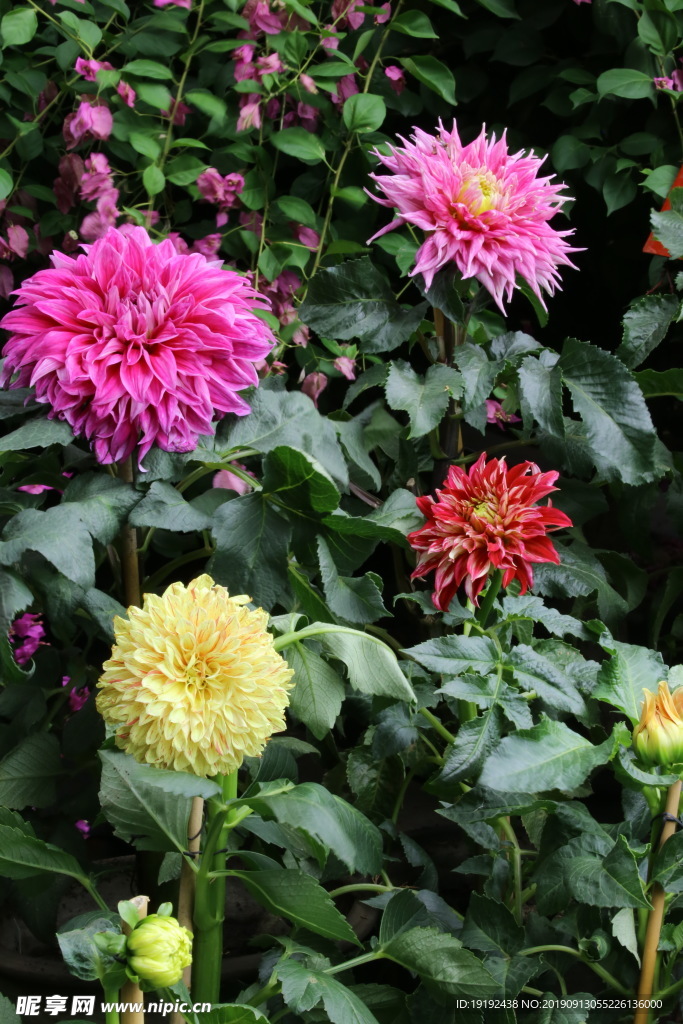 大丽花
