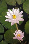 水百合图片