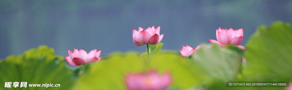 荷花图