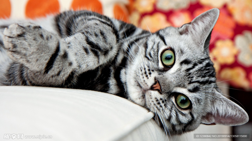 猫咪