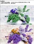 紫色的花AVI高清视频