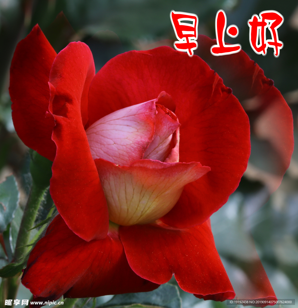 月季花
