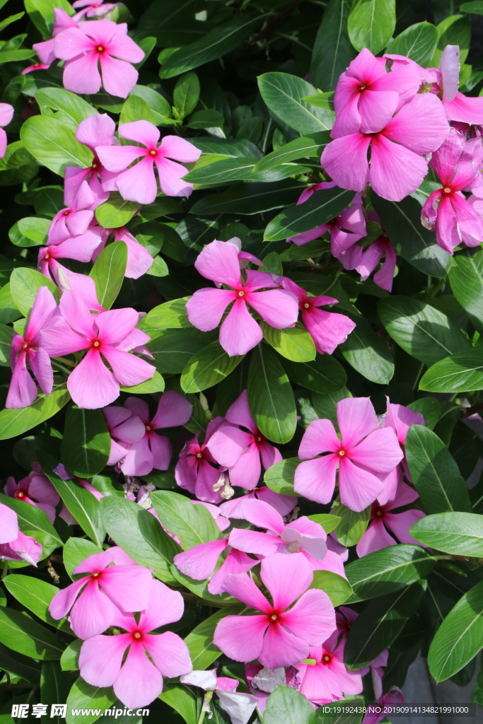 长春花
