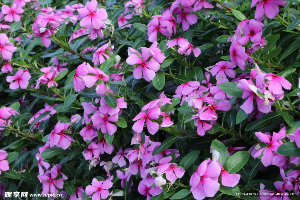 长春花