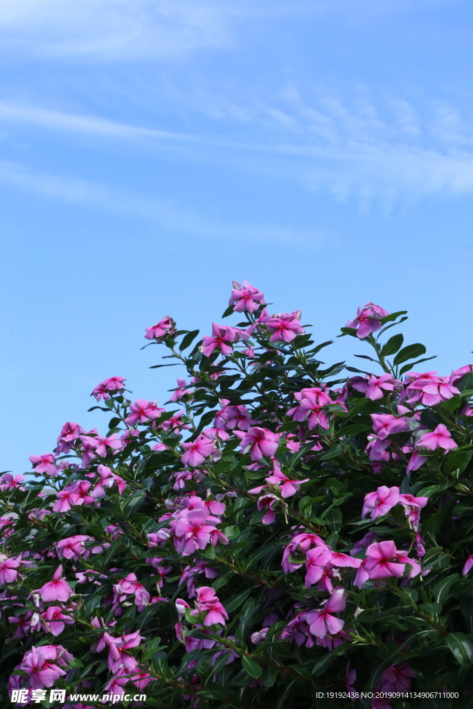 长春花