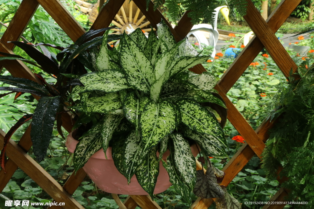 观叶植物