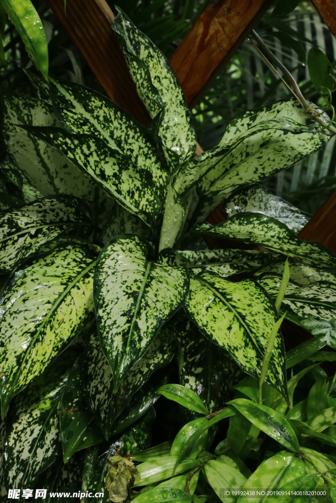 观叶植物