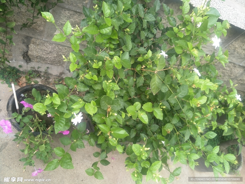 植物