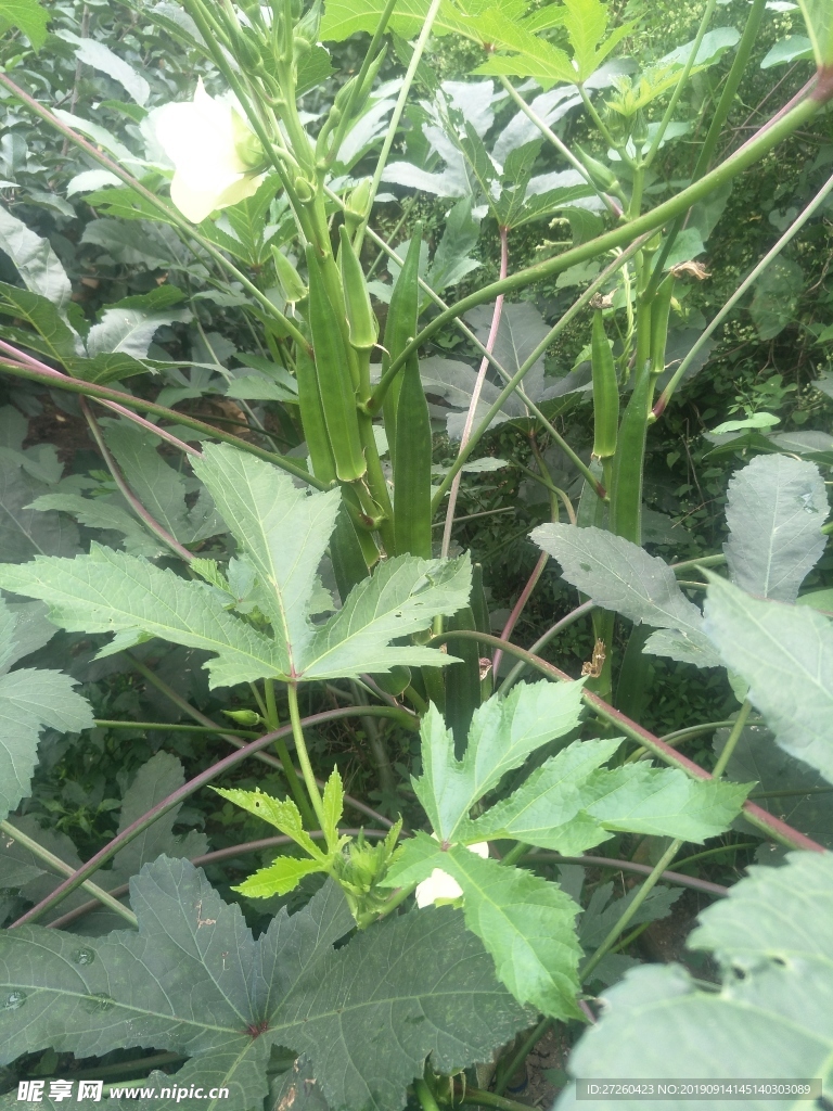 植物