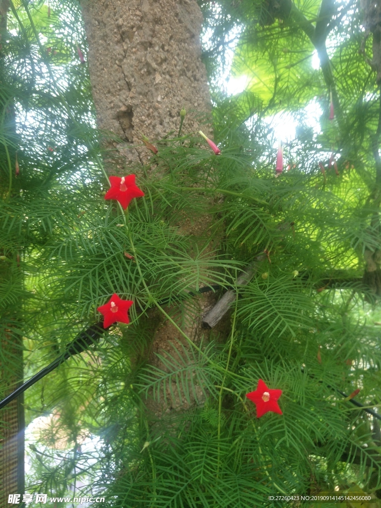 植物