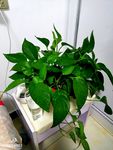 绿萝