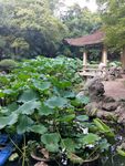 园林 树木 绿色 公园 荷叶