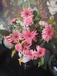 非洲菊