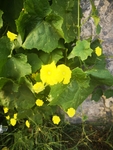 丝瓜花