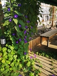 牵牛花