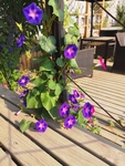 牵牛花