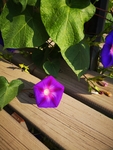 牵牛花