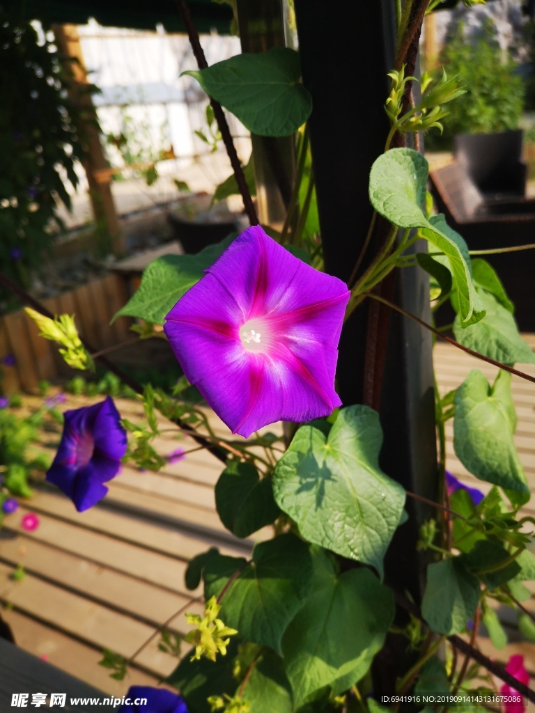 牵牛花