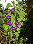 牵牛花