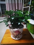 绿植盆栽