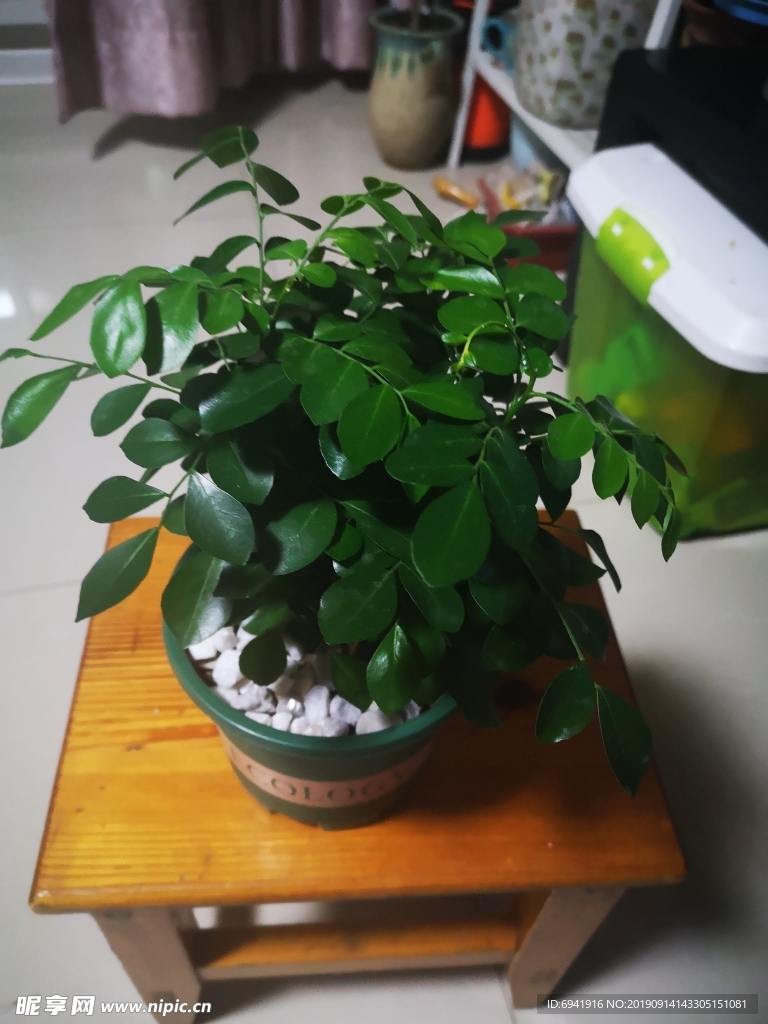 盆栽