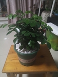 盆栽