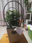 礼品盆栽