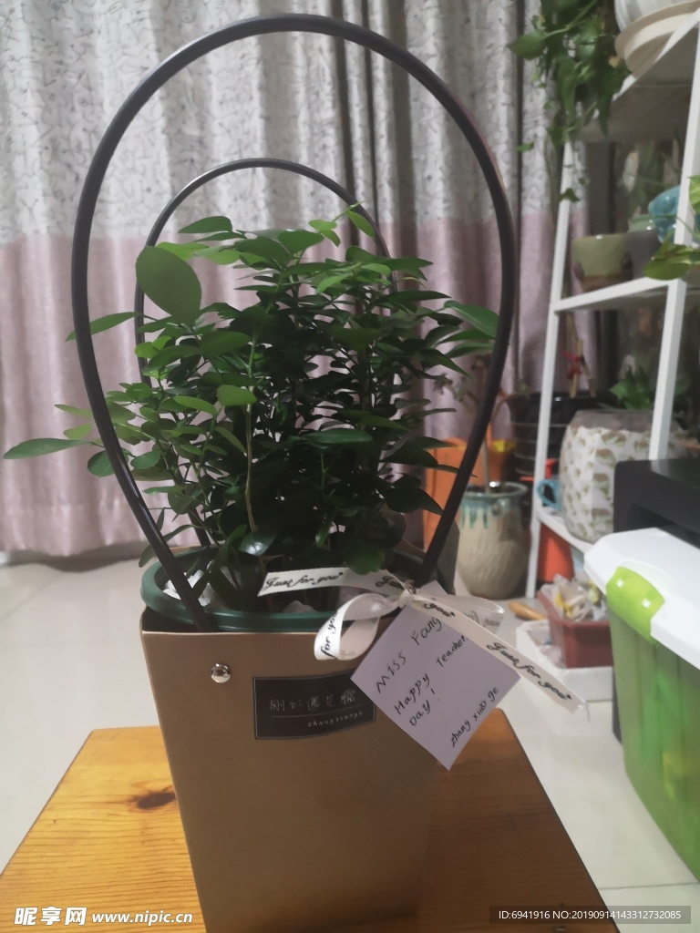 礼品盆栽