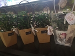 礼品盆栽