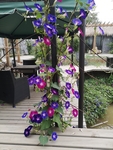 牵牛花