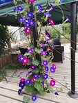 牵牛花