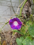 牵牛花
