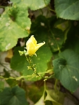 丝瓜花