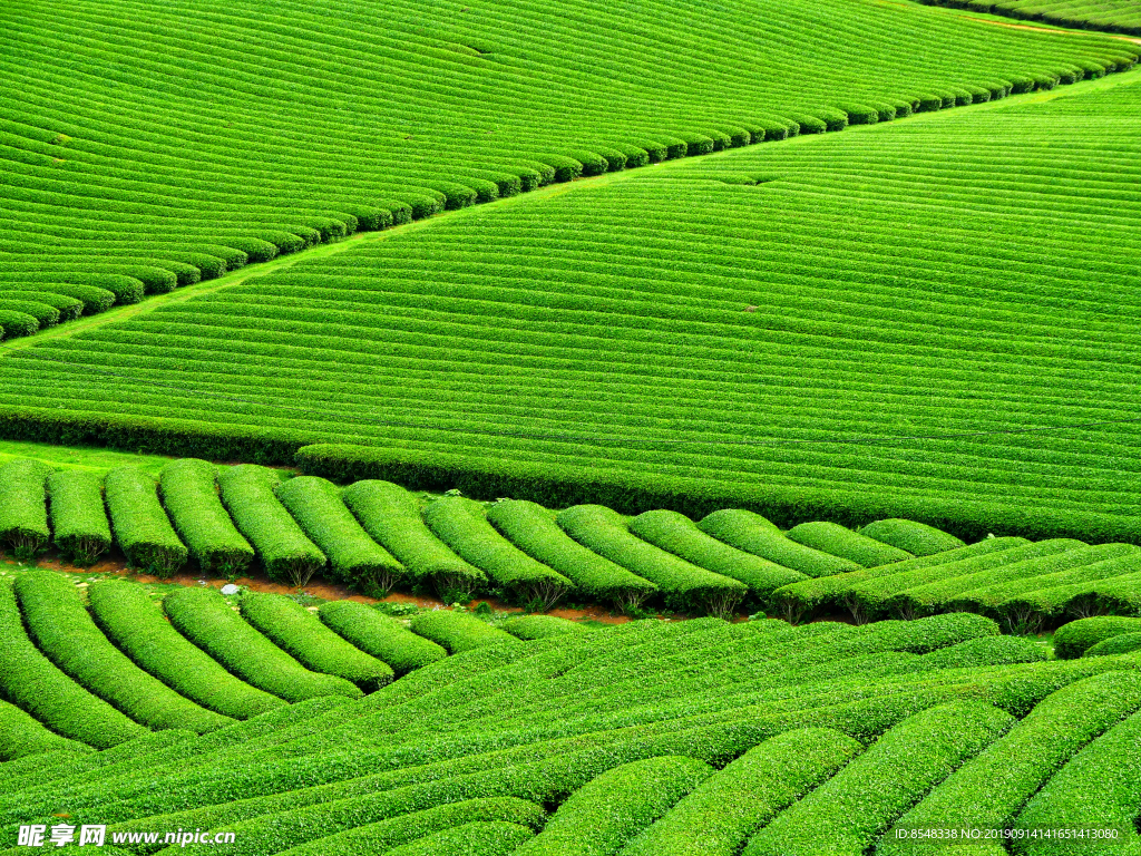 绿油油茶园