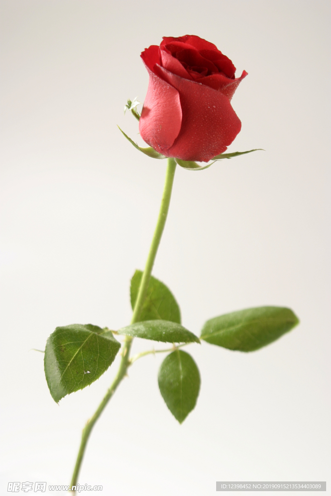 玫瑰花
